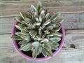 panda plant
